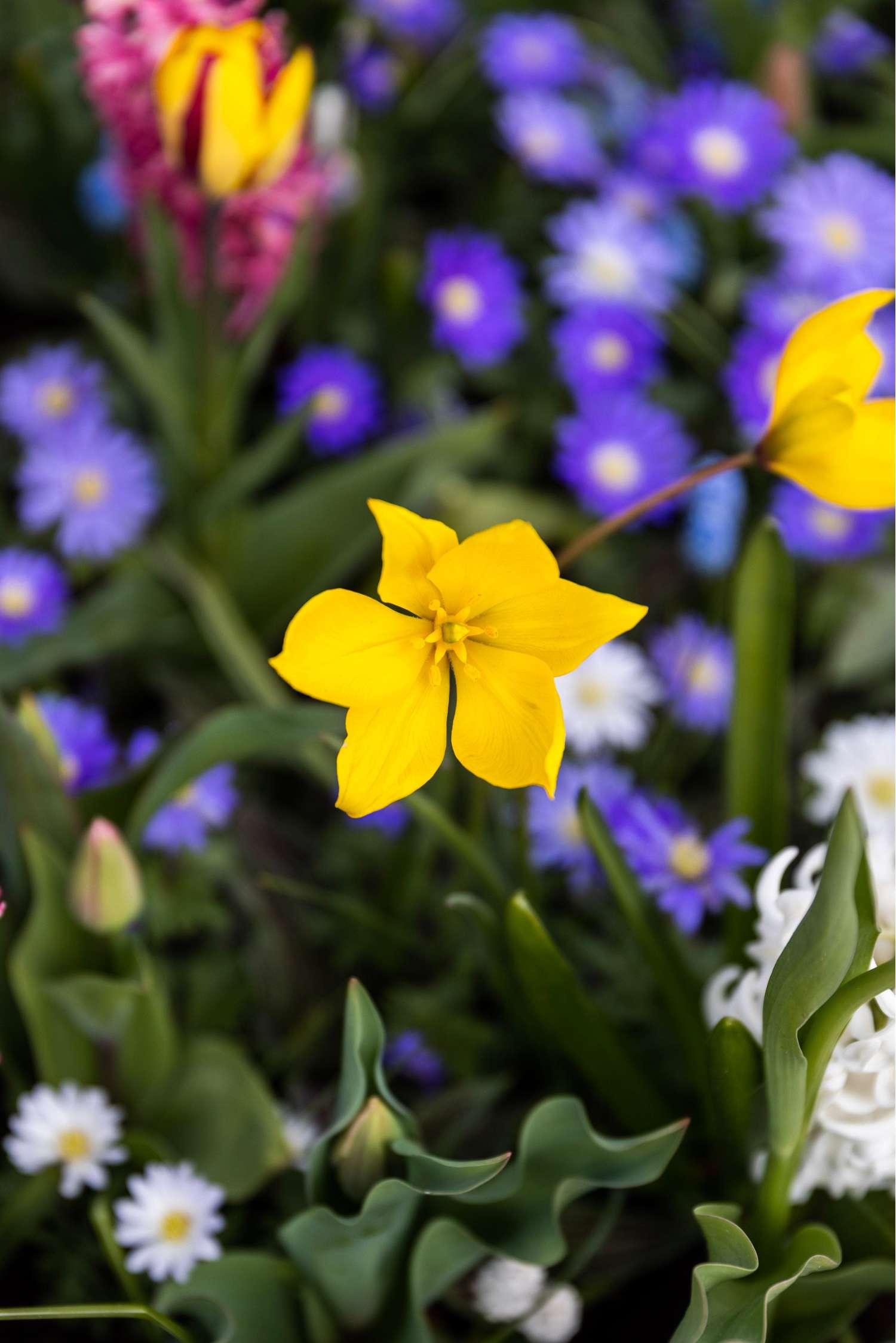 Tulpe 'Sylvestris'